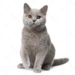 �������� � ��������