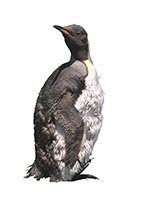 �������� � ��������