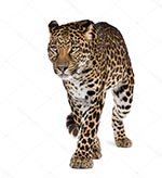 �������� � ��������