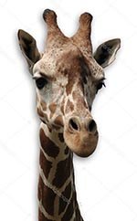 �������� � ��������