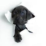 �������� � ��������