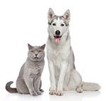 �������� � ��������