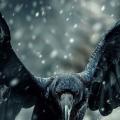Corvus