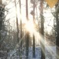 Deforest